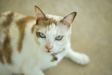 Kapatın Güzel beyaz yalan, seçici odak