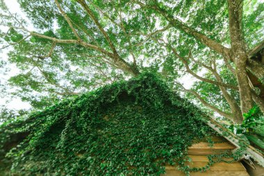 Tropik ormandaki ahşap ağaç kulübesi.