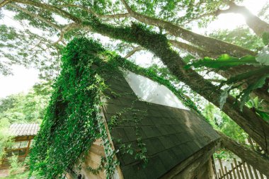 Tropik ormandaki ahşap ağaç kulübesi.