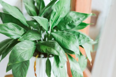 Ahşap masadaki çömlekteki küçük fabrikayı kapat..