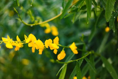 Close up Sun Hemp Field In Thailand clipart