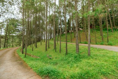 Pine forest, Galyani Vadhana district. Chiang Mai, Thailand clipart