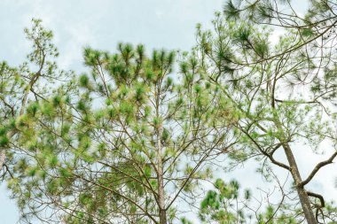 Pine forest, Galyani Vadhana district. Chiang Mai, Thailand clipart