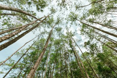 Pine forest, Galyani Vadhana district. Chiang Mai, Thailand clipart