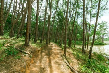 Pine forest, Galyani Vadhana district. Chiang Mai, Thailand clipart