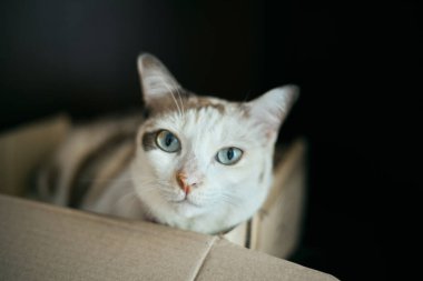 Yaklaş Güzel beyaz kedi yalan söylüyor, seçici odaklan