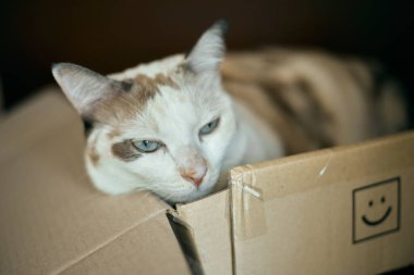 Yaklaş Güzel beyaz kedi yalan söylüyor, seçici odaklan