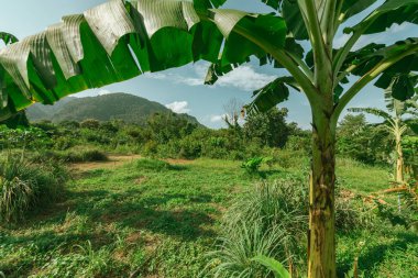 Bahçede yeşil tarlaları ve güneşli mavi gökyüzü olan muz ağacı fidanlığı.