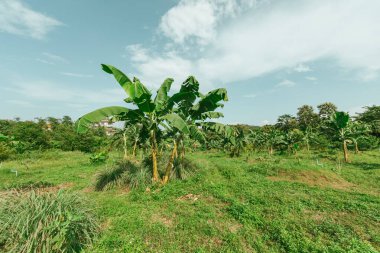Bahçede yeşil tarlaları ve güneşli mavi gökyüzü olan muz ağacı fidanlığı.