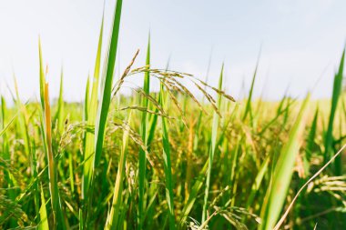 Tayland 'ın kuzeyinde pirinç tarlası.