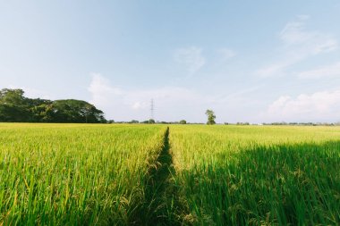 Tayland 'ın kuzeyinde pirinç tarlası.