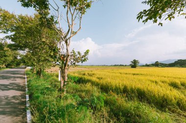 Tayland 'ın kuzeyinde pirinç tarlası.