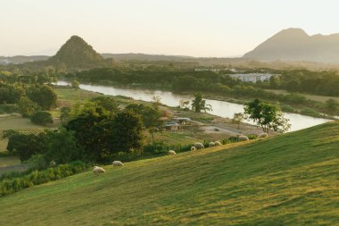 Chiang Rai 'nin koyun çiftliği