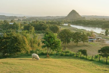 Chiang Rai 'nin koyun çiftliği