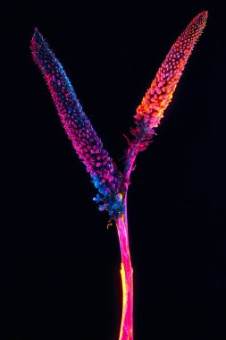 Siyah arka planda neon ışıklı bir bitki. soyut arkaplan.