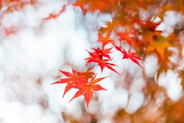 Akçaağaç yaprakları, Japonya 'da sonbahar renkleri, sonbahar yaprakları