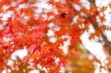Akçaağaç yaprakları, Japonya 'da sonbahar renkleri, sonbahar yaprakları