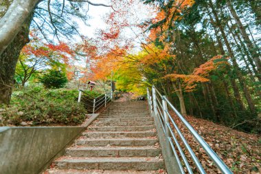 Sonbahar mevsiminde akçaağaç, Arakurayama Sengen Parkı, Yamanashi, Japonya.