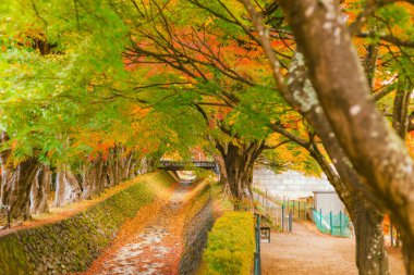 Sonbahar ormanı kırmızı akçaağaç yaprağı. Momiji Kairo festivali, Kawaguchiko Gölü, Japonya 'nın en ünlü sonbahar festivali..