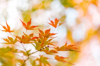 Akçaağaç yaprakları, Japonya 'da sonbahar renkleri