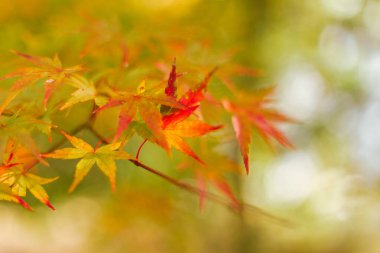 Akçaağaç yaprakları, Japonya 'da sonbahar renkleri