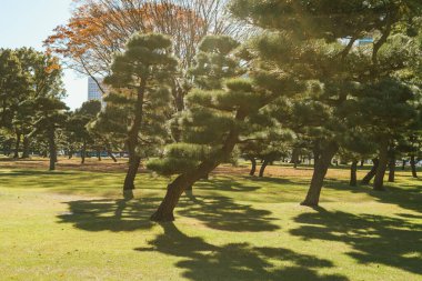 İmparatorluk Sarayı Doğu Bahçeleri, Japonya