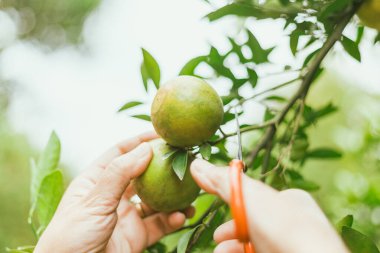 Portakal bahçesi, Chiang Rai Thailan.