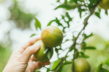 Portakal bahçesi, Chiang Rai Thailan.