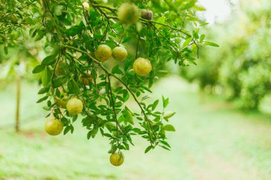 Portakal bahçesi, Chiang Rai Thailan.