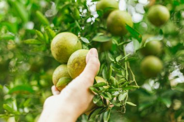 Portakal bahçesi, Chiang Rai Thailan.