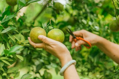 Portakal bahçesi, Chiang Rai Thailan.