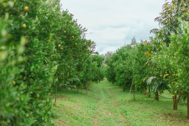 Portakal bahçesi, Chiang Rai Thailan.