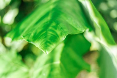 Yeşil Bon ağacının yapraklarını kapat, seçici odaklanma