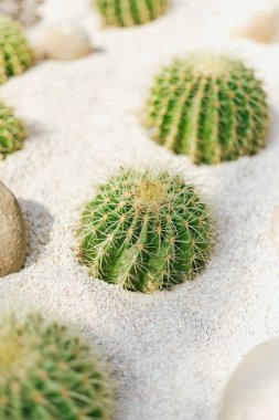 Botanik bahçesine dikilmiş kaktüsleri kapatın.
