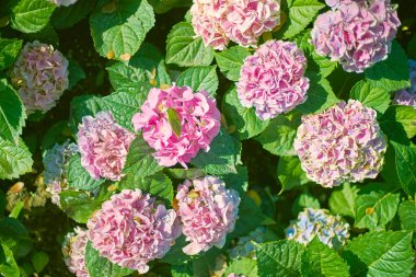 close up beautiful hydrangea in the garden clipart