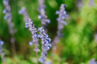 Bahçedeki Mavi Salvia 'yı kapat, seçici odaklanma