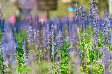 Bahçedeki Mavi Salvia 'yı kapat, seçici odaklanma