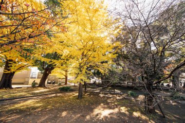 Sonbaharda Sarı Ginkgo Ağaçları ve Ueno Park Japonya 'da Mavi Gökyüzü