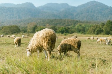 Sheep Farm at Huay Tung Tao, Chiang Mai Province, Thailand clipart