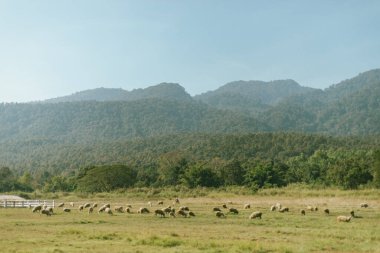 Huay Tung Tao 'daki Koyun Çiftliği, Chiang Mai Eyaleti, Tayland