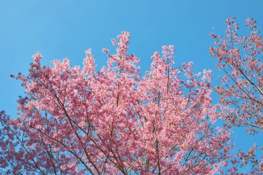 Wild Himalayan Cherry at khun chang kian , Chiangmai , Thailand clipart