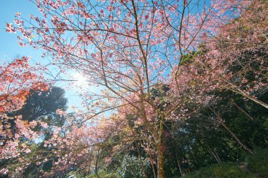 Vahşi Himalaya kirazı Khun chang kian, Chiangmai, Tayland