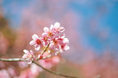 Wild Himalayan Cherry at khun chang kian , Chiangmai , Thailand clipart