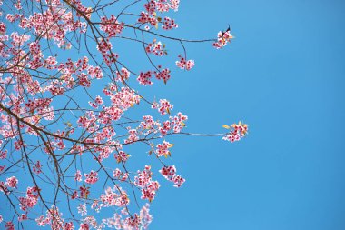 Wild Himalayan Cherry at khun chang kian , Chiangmai , Thailand clipart