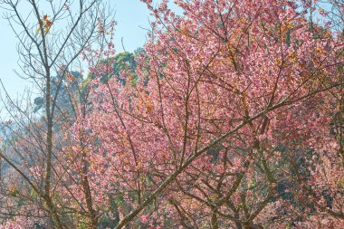 Wild Himalayan Cherry at khun chang kian , Chiangmai , Thailand clipart