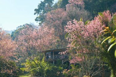 Vahşi Himalaya kirazı Khun chang kian, Chiangmai, Tayland