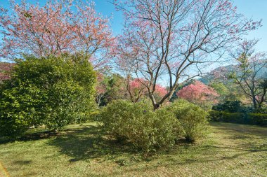 Vahşi Himalaya kirazı Khun chang kian, Chiangmai, Tayland