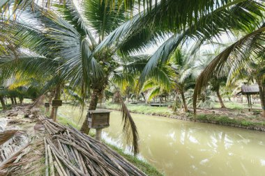 Tayland 'ın Chiang Rai bölgesindeki hindistan cevizi bahçesi.