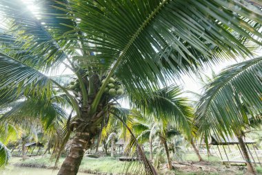 Tayland 'ın Chiang Rai bölgesindeki hindistan cevizi bahçesi.