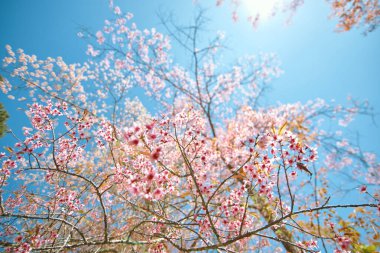 Wild Himalayan Cherry at khun chang kian , Chiangmai , Thailand clipart